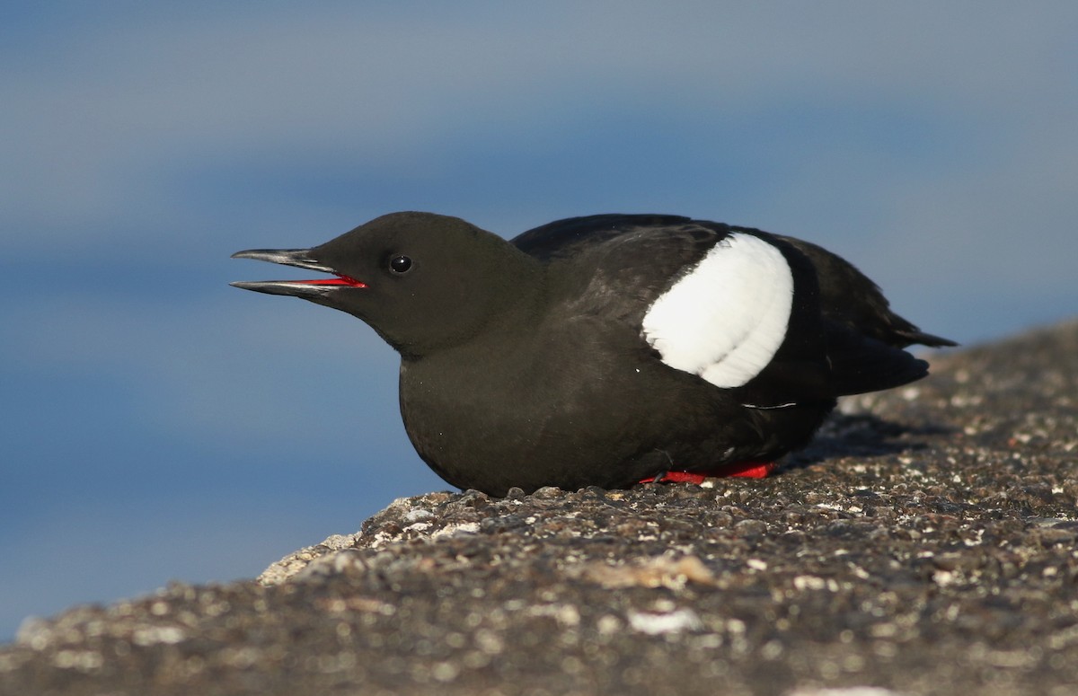 Black Guillemot - ML618548008