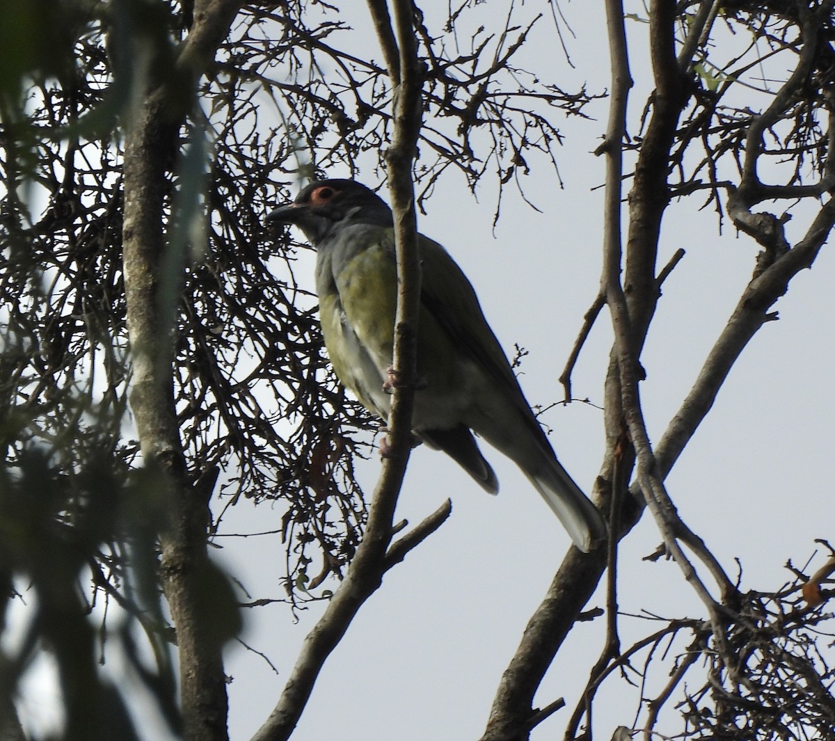 Australasian Figbird - ML618548028