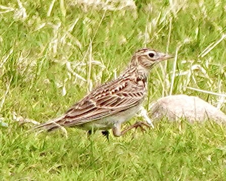 Eurasian Skylark - ML618548030