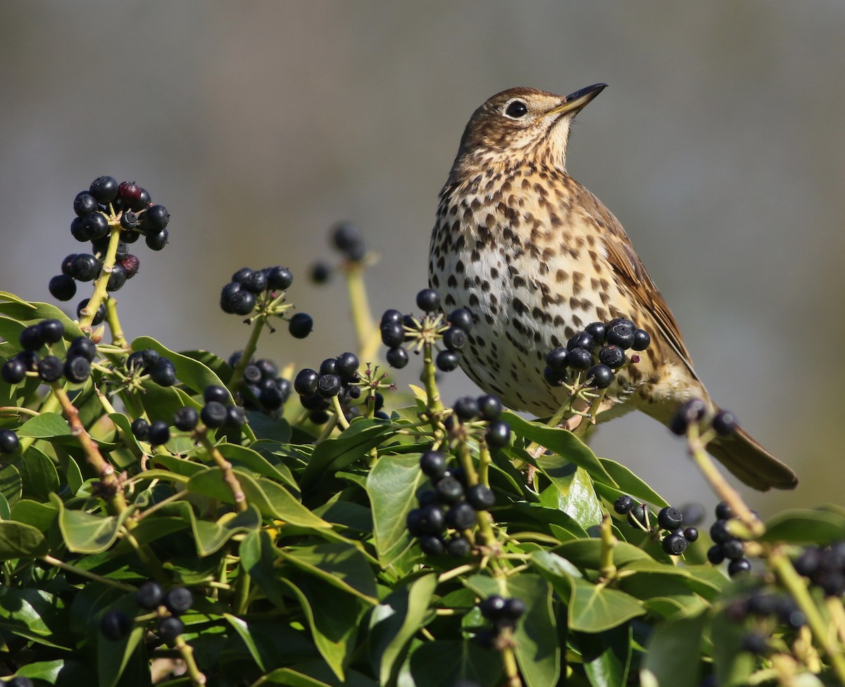 Song Thrush - ML618548035