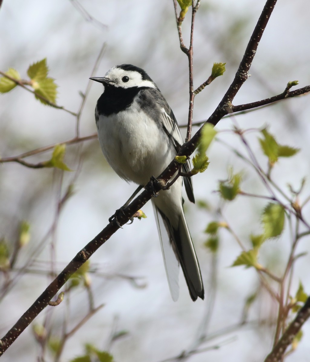 White Wagtail - Derek Stokes