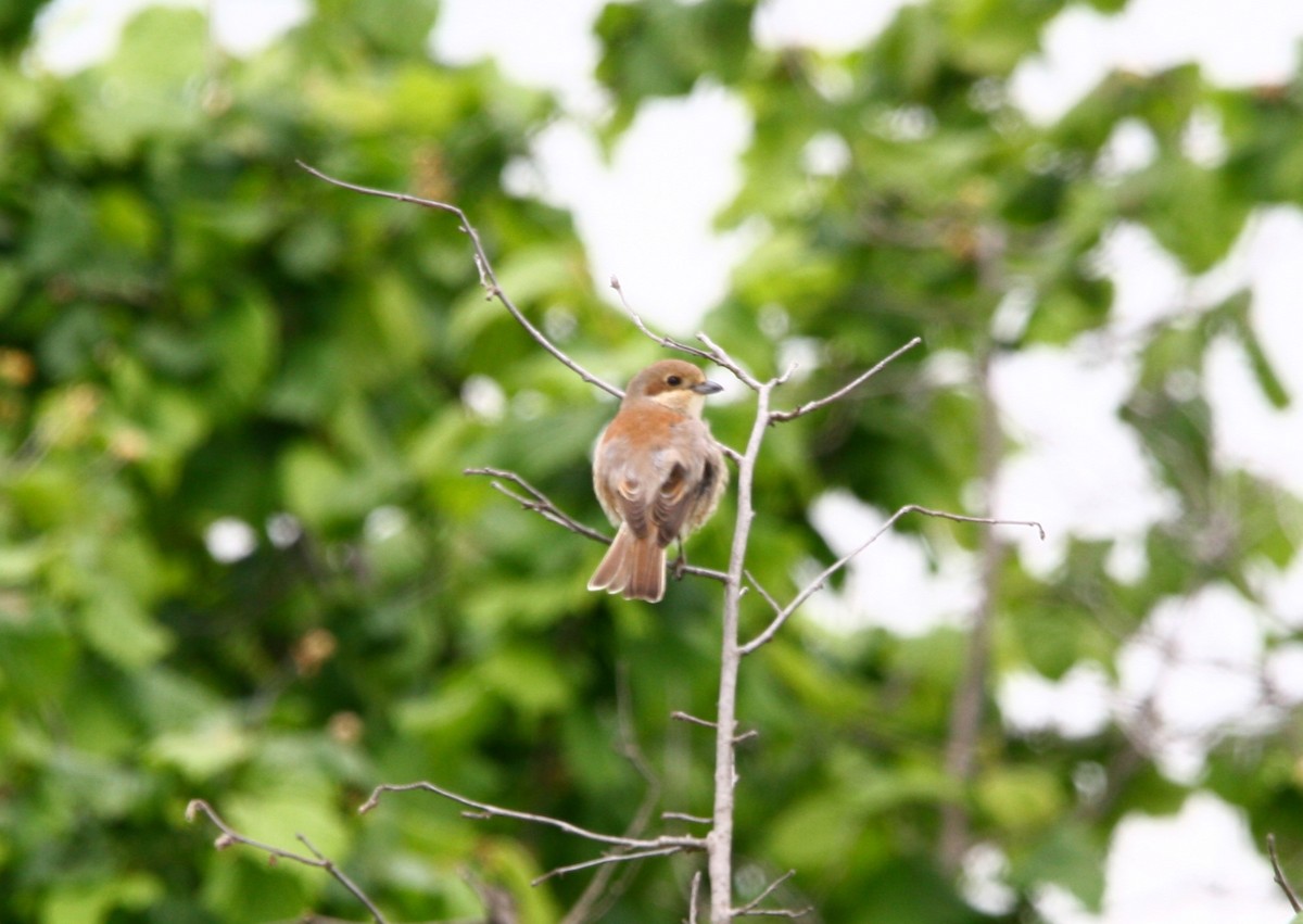 Red-backed Shrike - Elan Federico Zucchetti