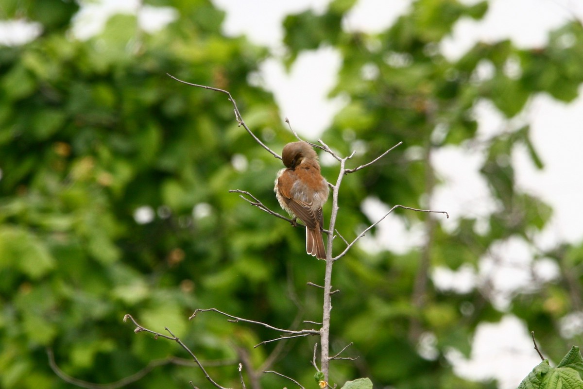 Red-backed Shrike - ML618548041