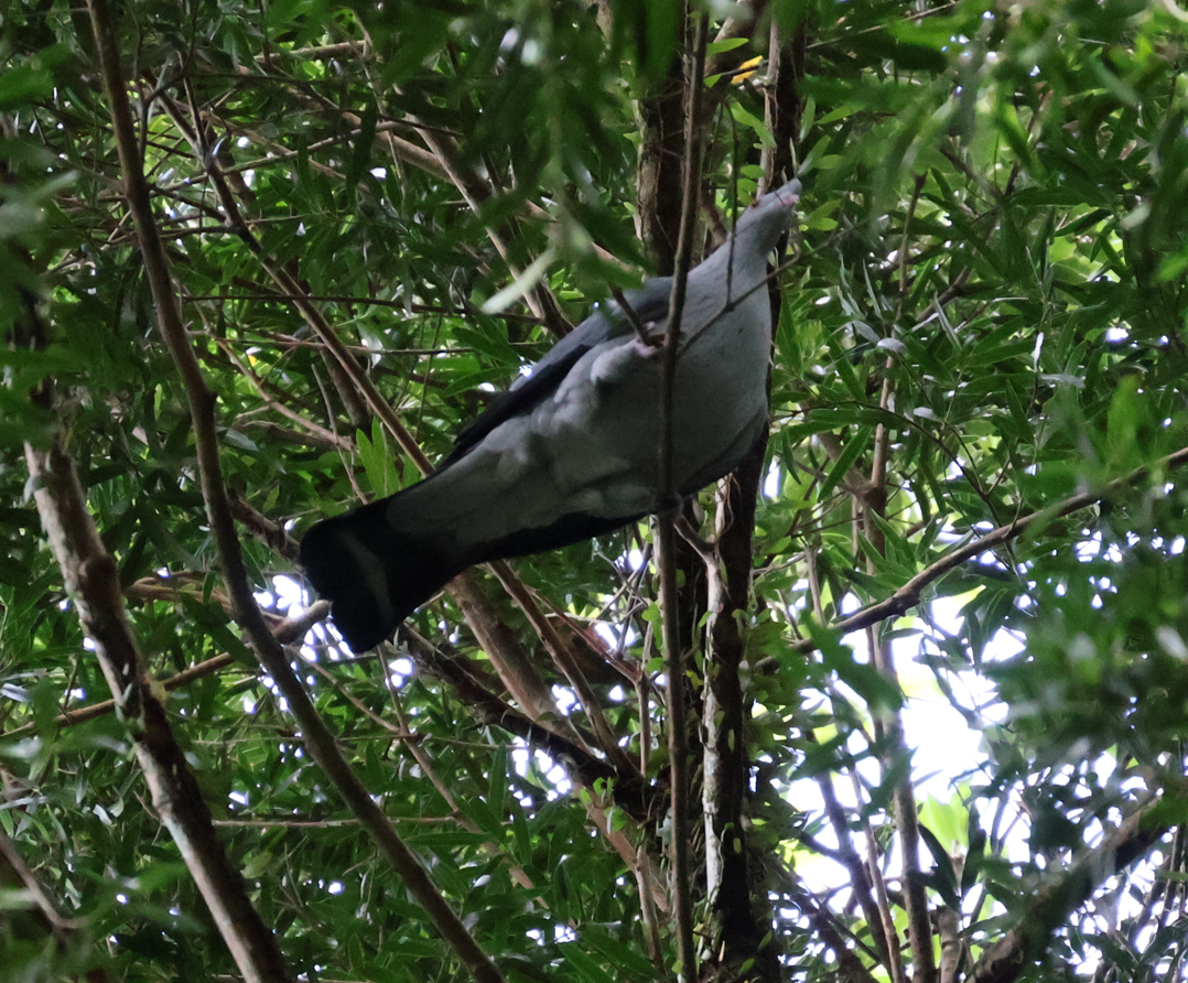 Topknot Pigeon - ML618548064