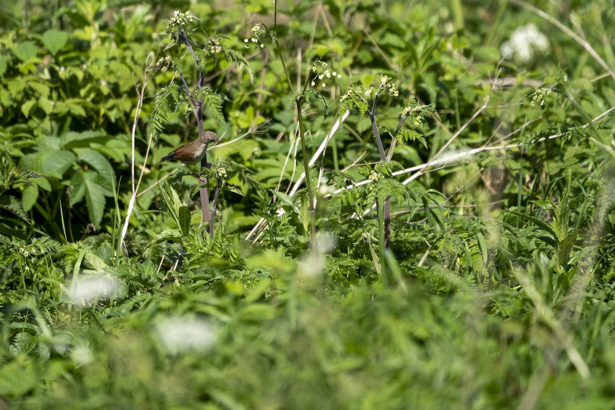 Greater Whitethroat - Xiao Shan