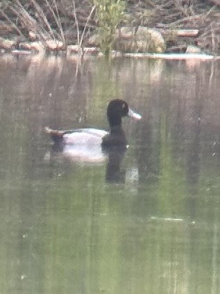 Lesser Scaup - ML618548097