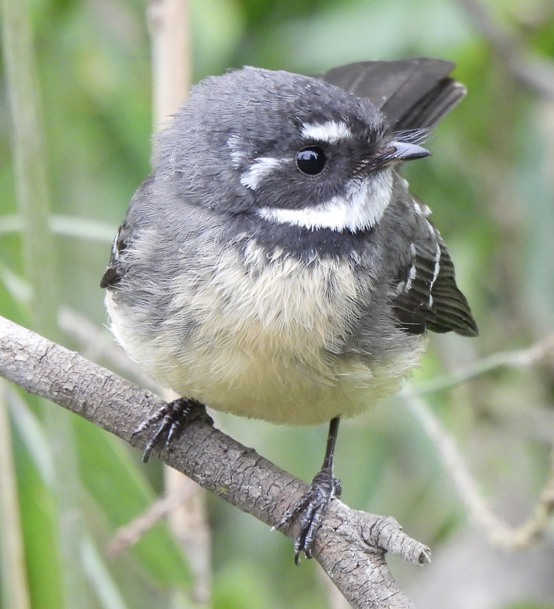 Gray Fantail - ML618548098