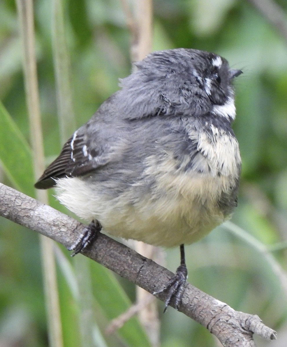 Gray Fantail - ML618548099
