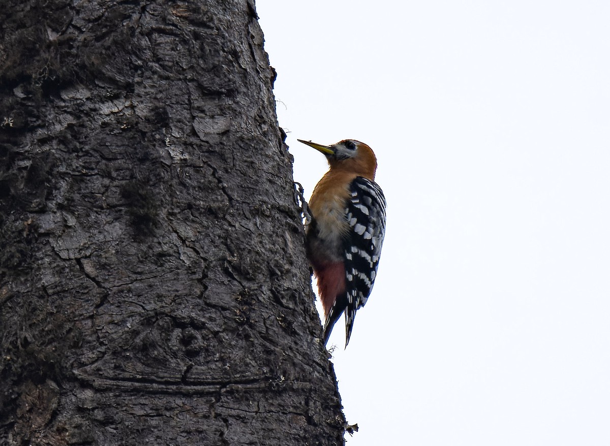 Rufous-bellied Woodpecker - Antonio Ceballos Barbancho