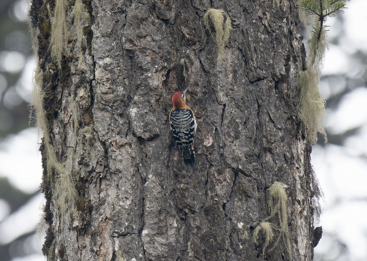 Rufous-bellied Woodpecker - Antonio Ceballos Barbancho
