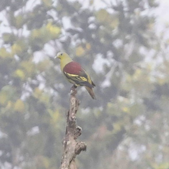 Gray-fronted Green-Pigeon - ML618548102