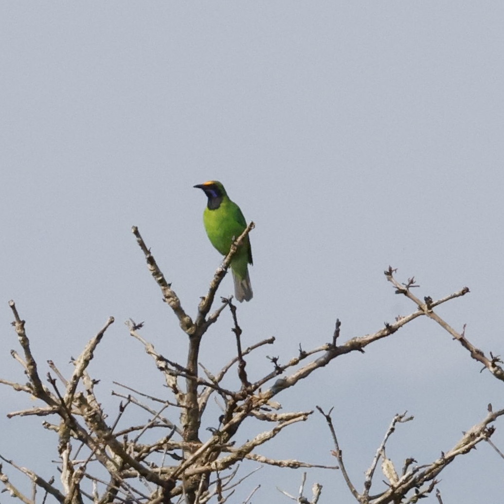 Golden-fronted Leafbird - ML618548127