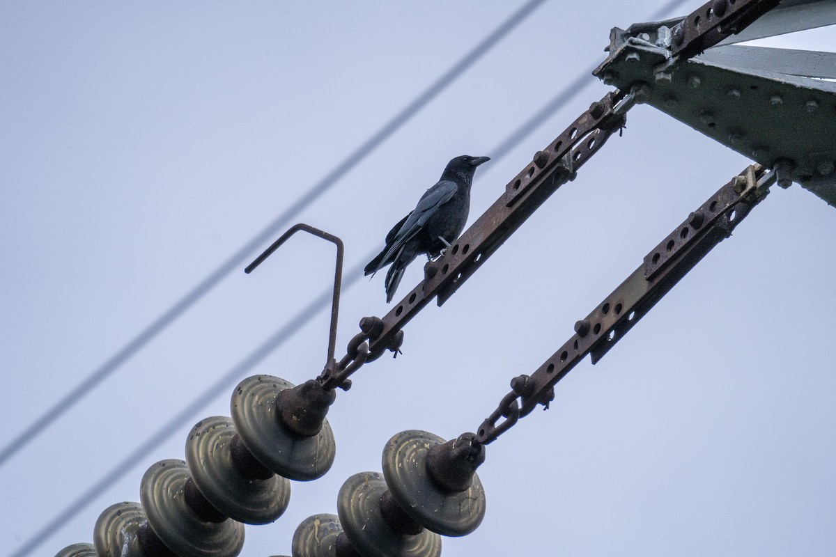 Carrion Crow - Xiao Shan