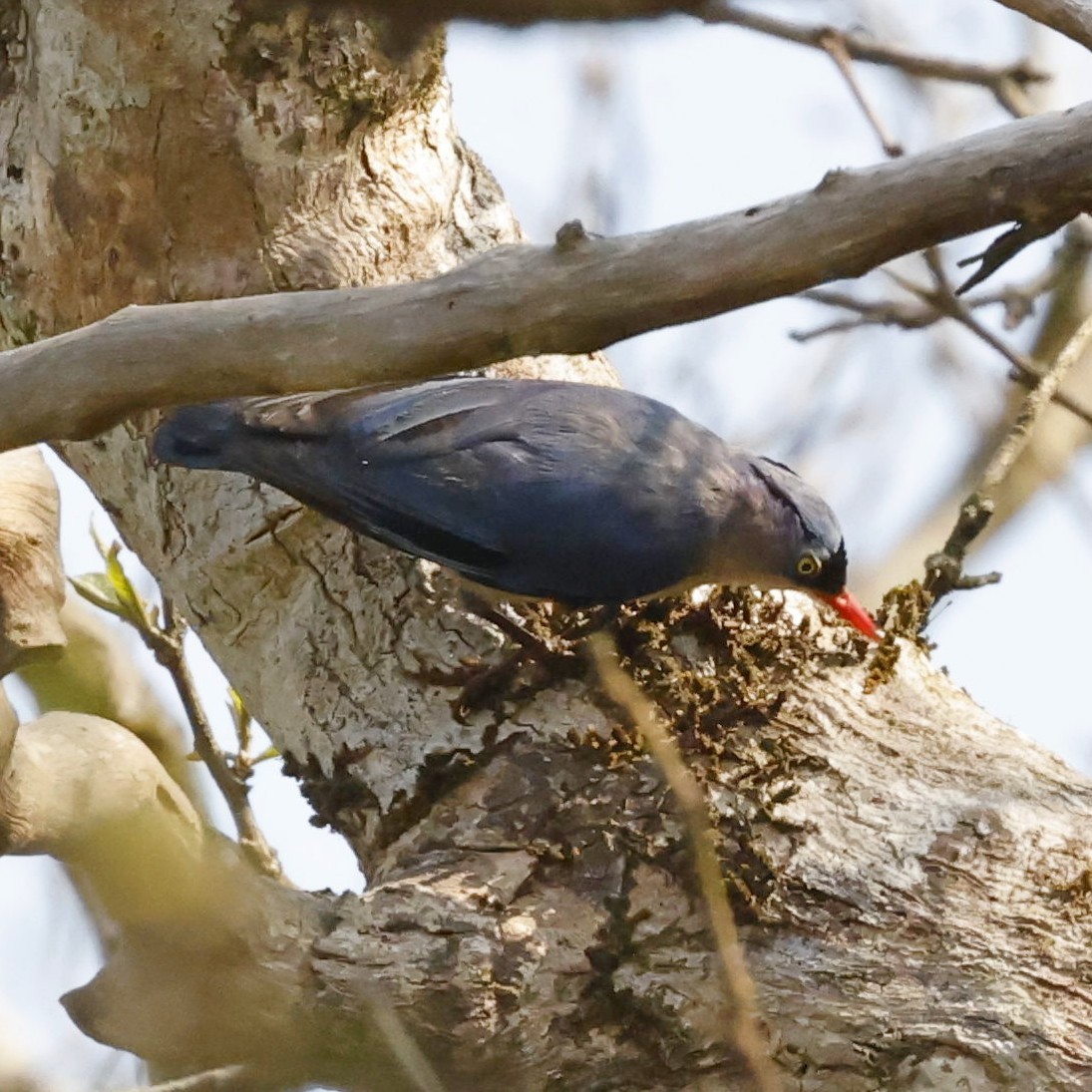 Velvet-fronted Nuthatch - ML618548140