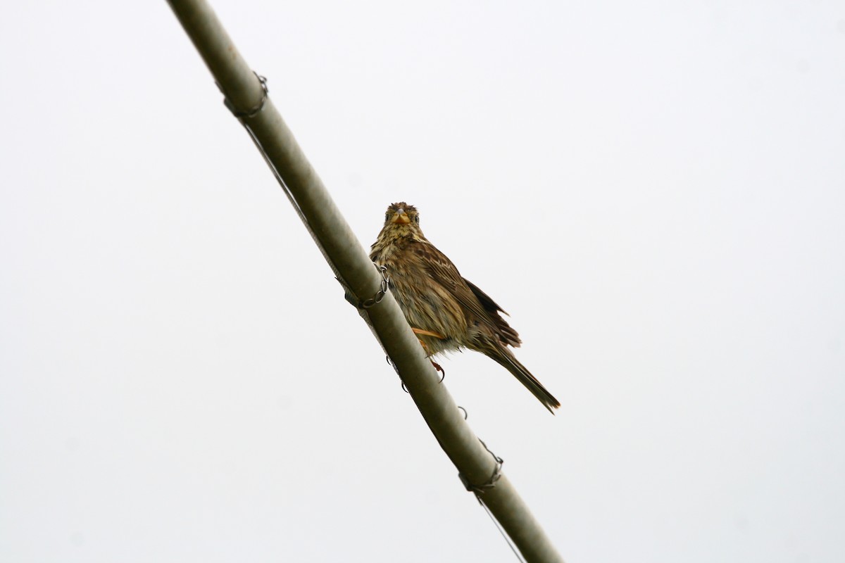 Corn Bunting - ML618548141