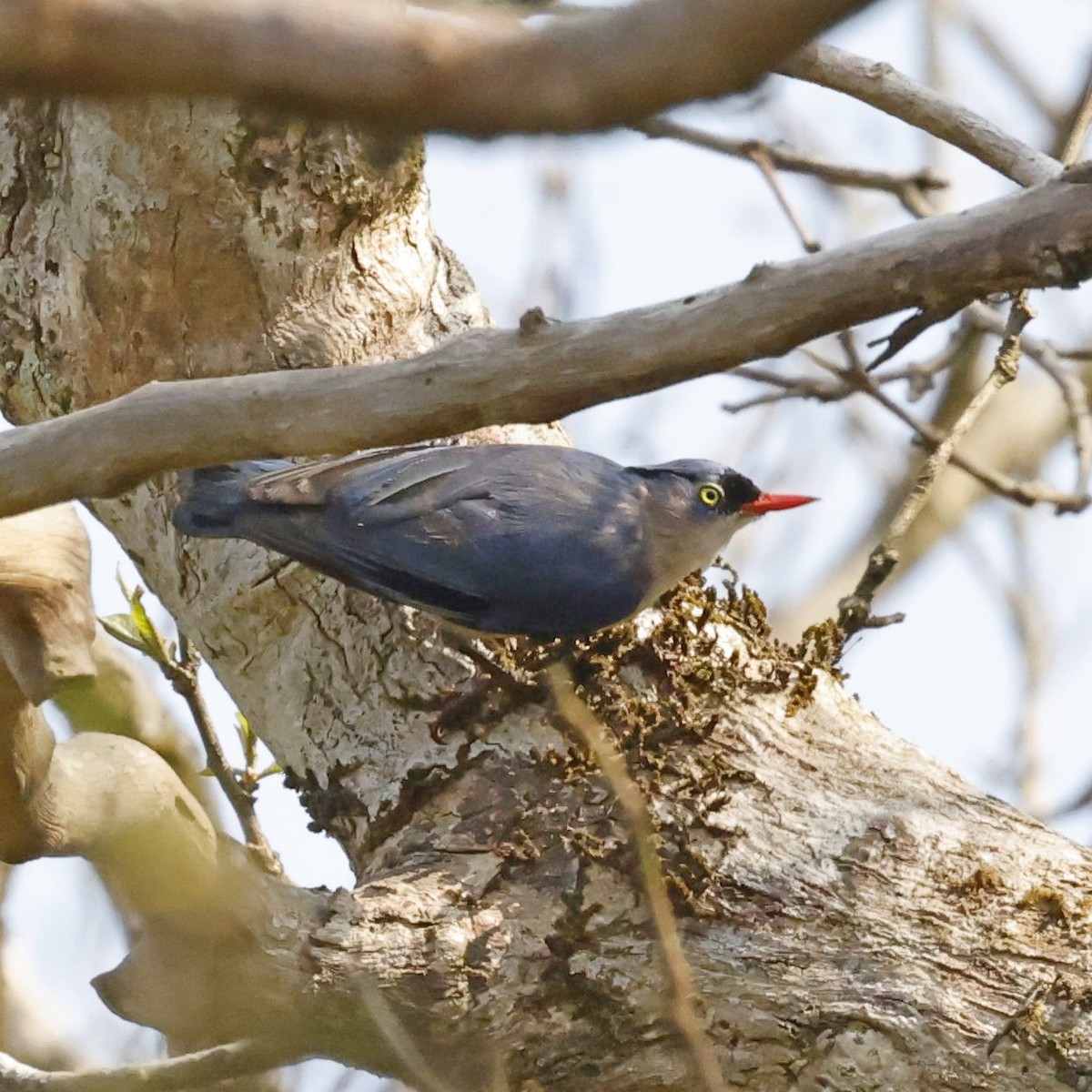 Velvet-fronted Nuthatch - ML618548142