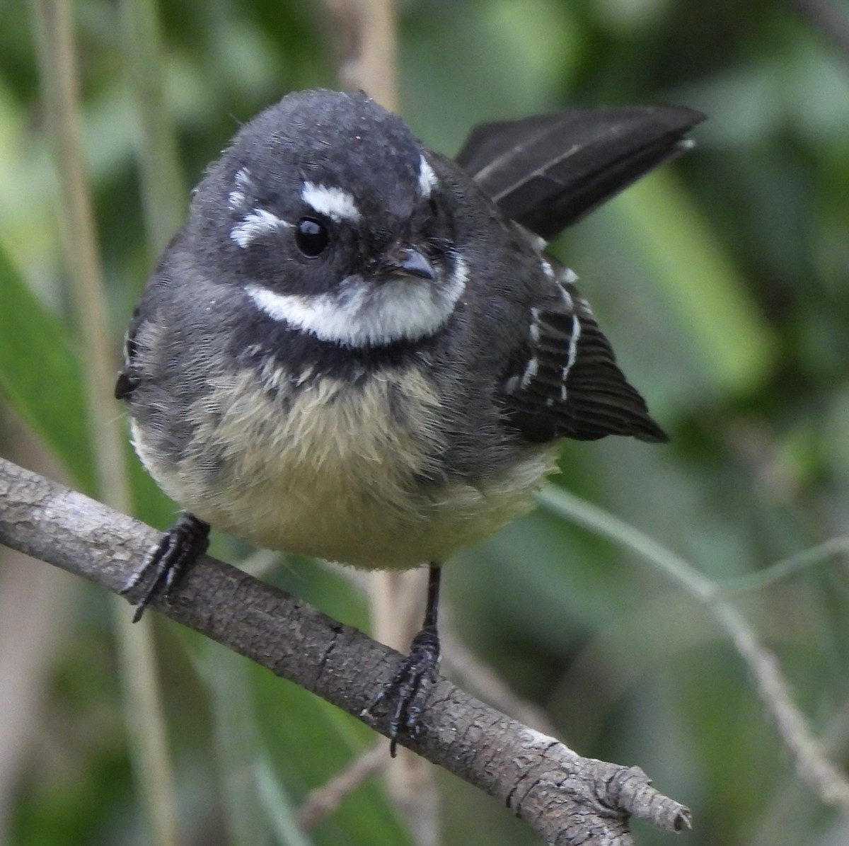 Gray Fantail - ML618548147