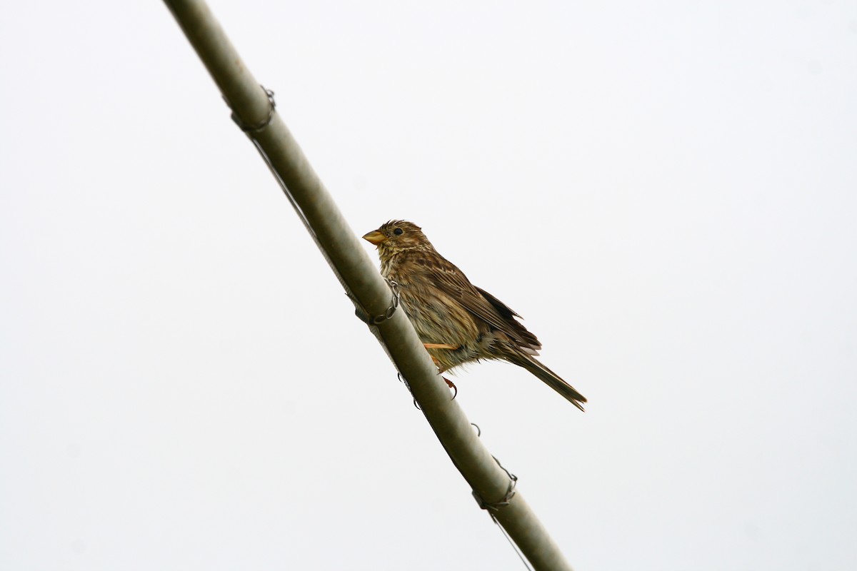 Corn Bunting - ML618548157