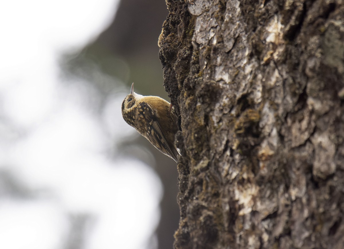 Rusty-flanked Treecreeper - ML618548165