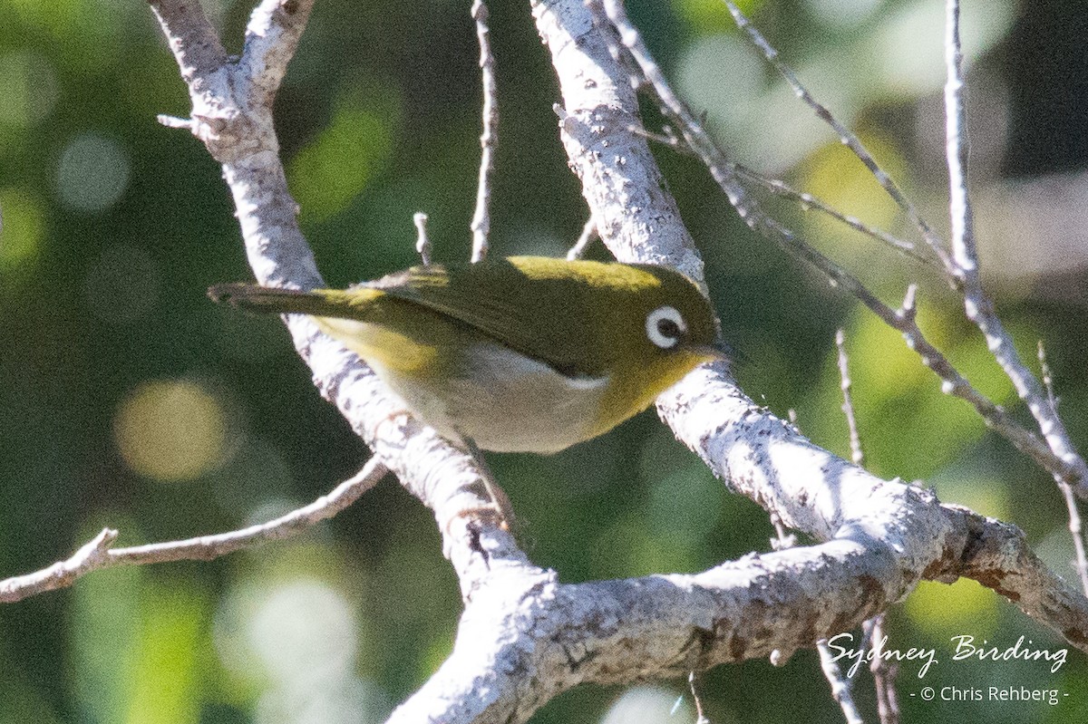 Green-backed White-eye - ML618548169