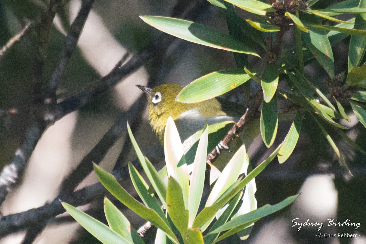 Green-backed White-eye - ML618548170