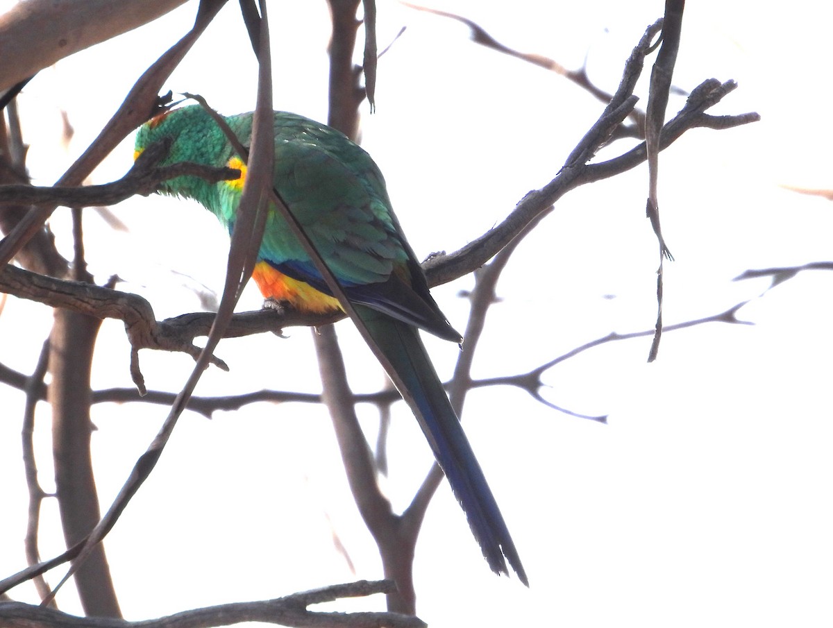 Mulga Parrot - Joanne Thompson