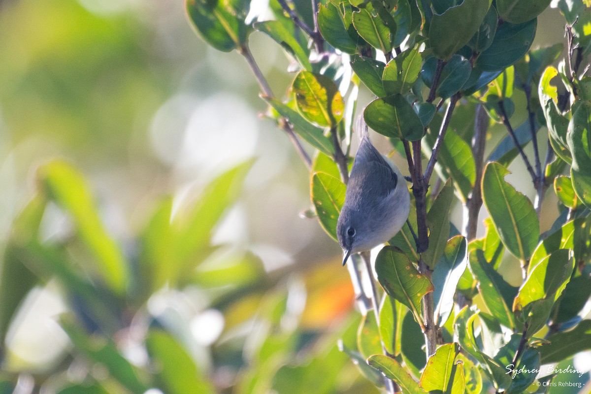 Fan-tailed Gerygone - Chris Rehberg  | Sydney Birding