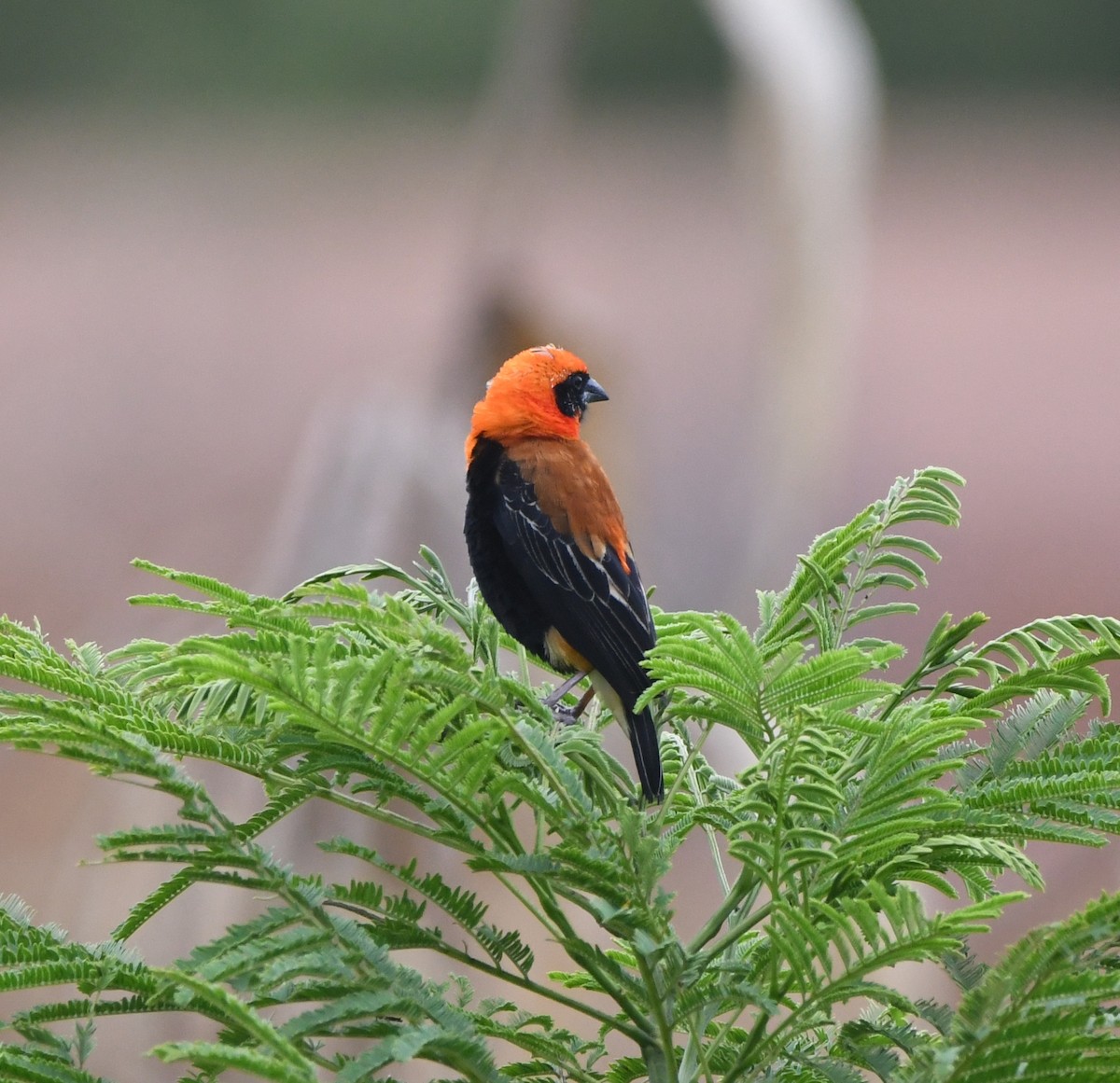 Black-winged Bishop - Gabriel Jamie