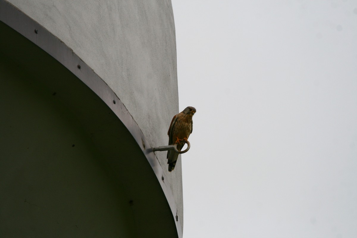 Eurasian Kestrel - ML618548226