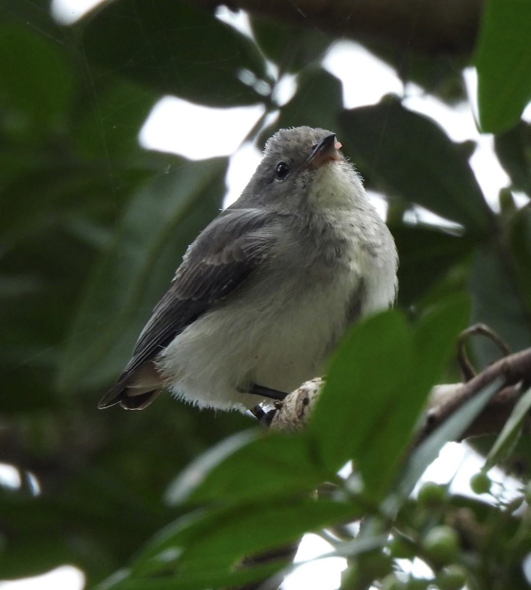 Mistletoebird - ML618548235
