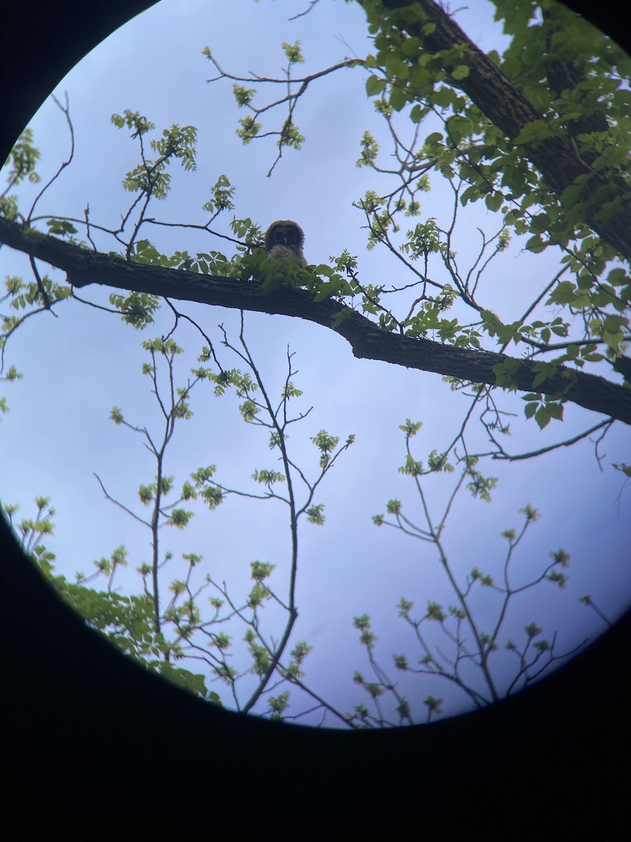 Barred Owl - ML618548244