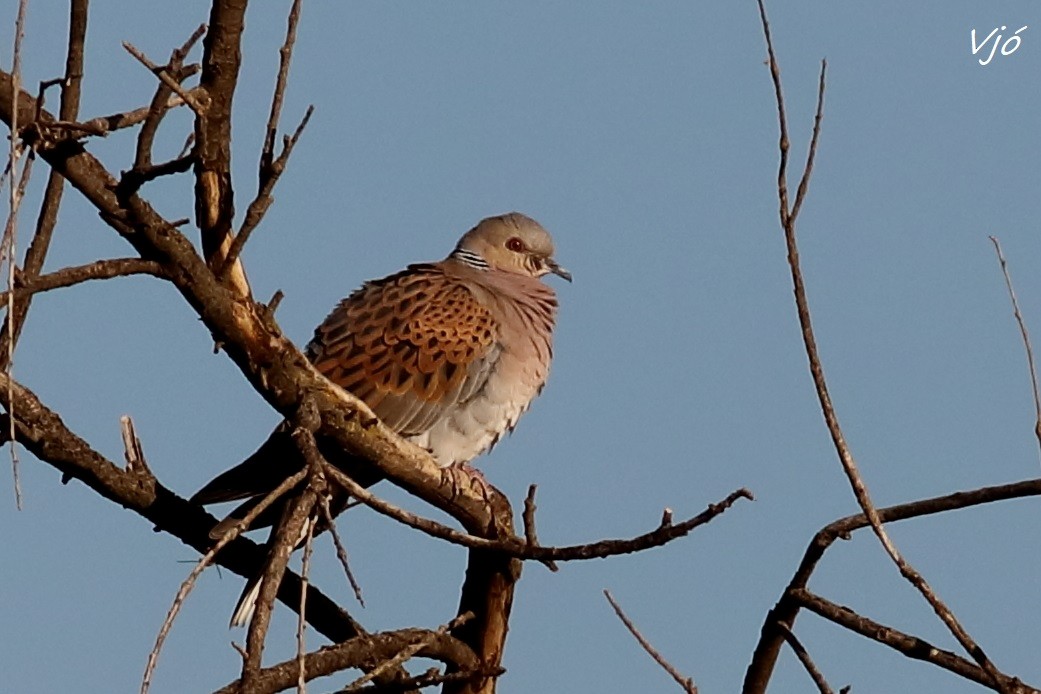 European Turtle-Dove - Lluís Vilamajó