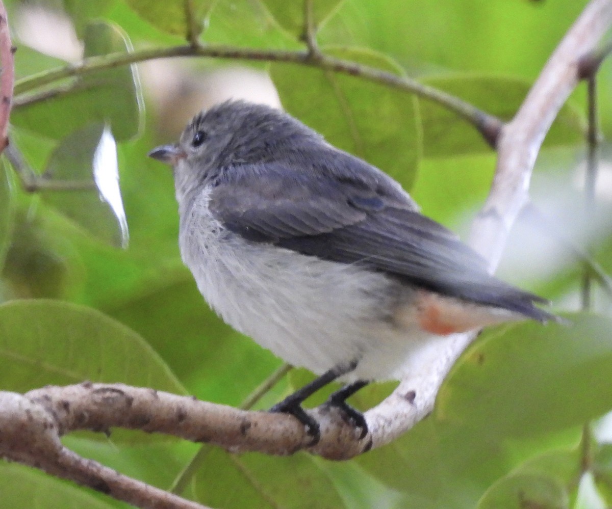 Mistletoebird - ML618548261
