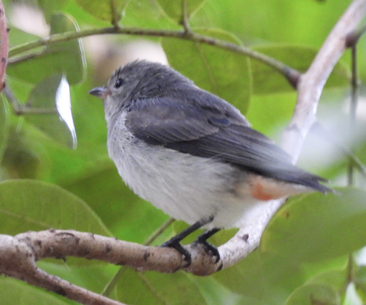 Mistletoebird - Maylene McLeod