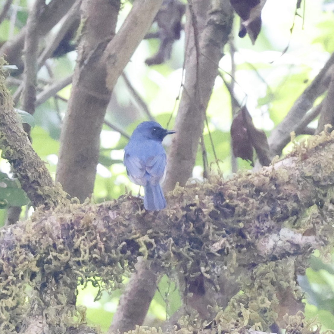 White-bellied Blue Flycatcher - ML618548268