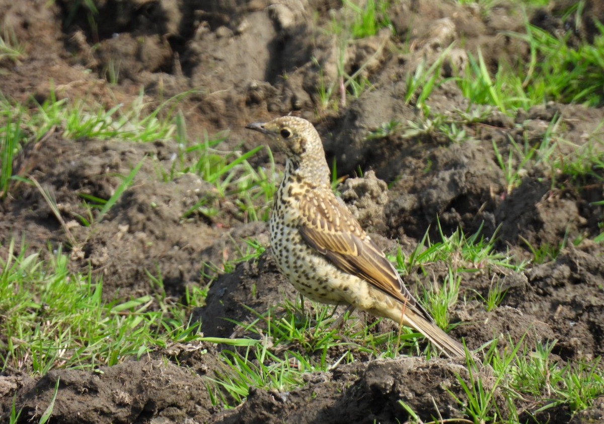 Mistle Thrush - ML618548273