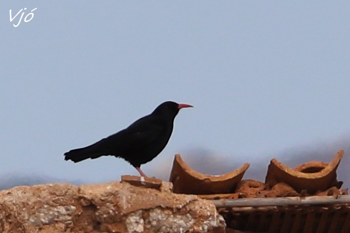 Red-billed Chough - ML618548281