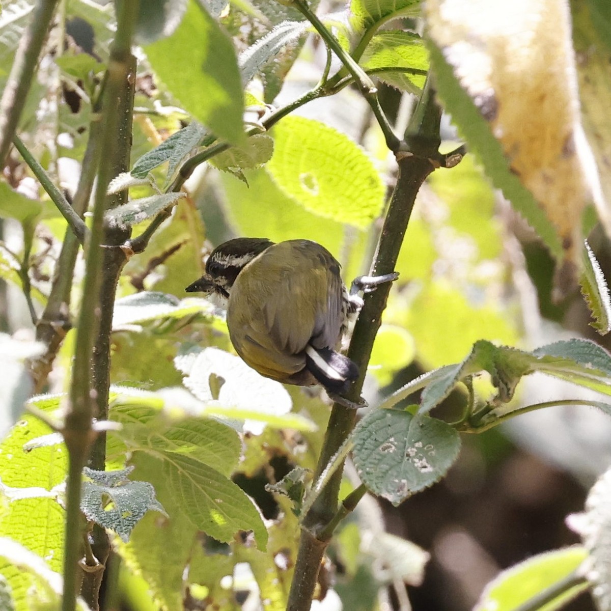 Speckled Piculet - ML618548300