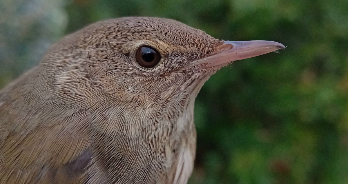 River Warbler - גבריאל סידר פרס