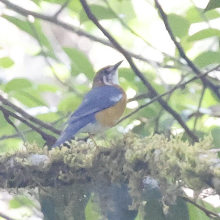 Orange-headed Thrush - ML618548305