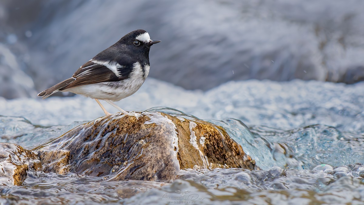 Little Forktail - Abhishek Das