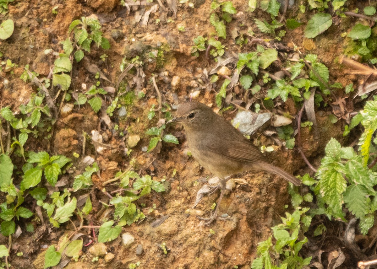 Smoky Warbler - Garima Bhatia