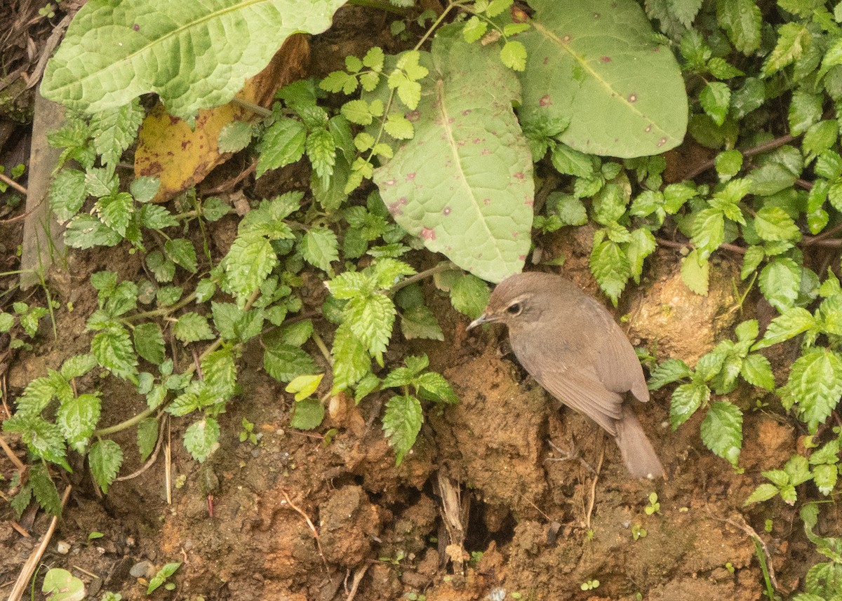 Mosquitero Ahumado - ML618548355