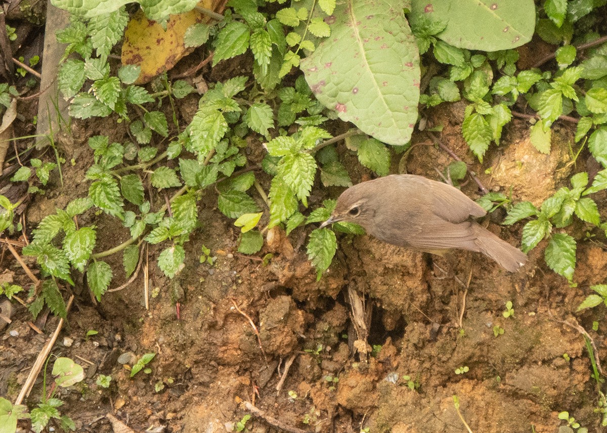 Mosquitero Ahumado - ML618548356