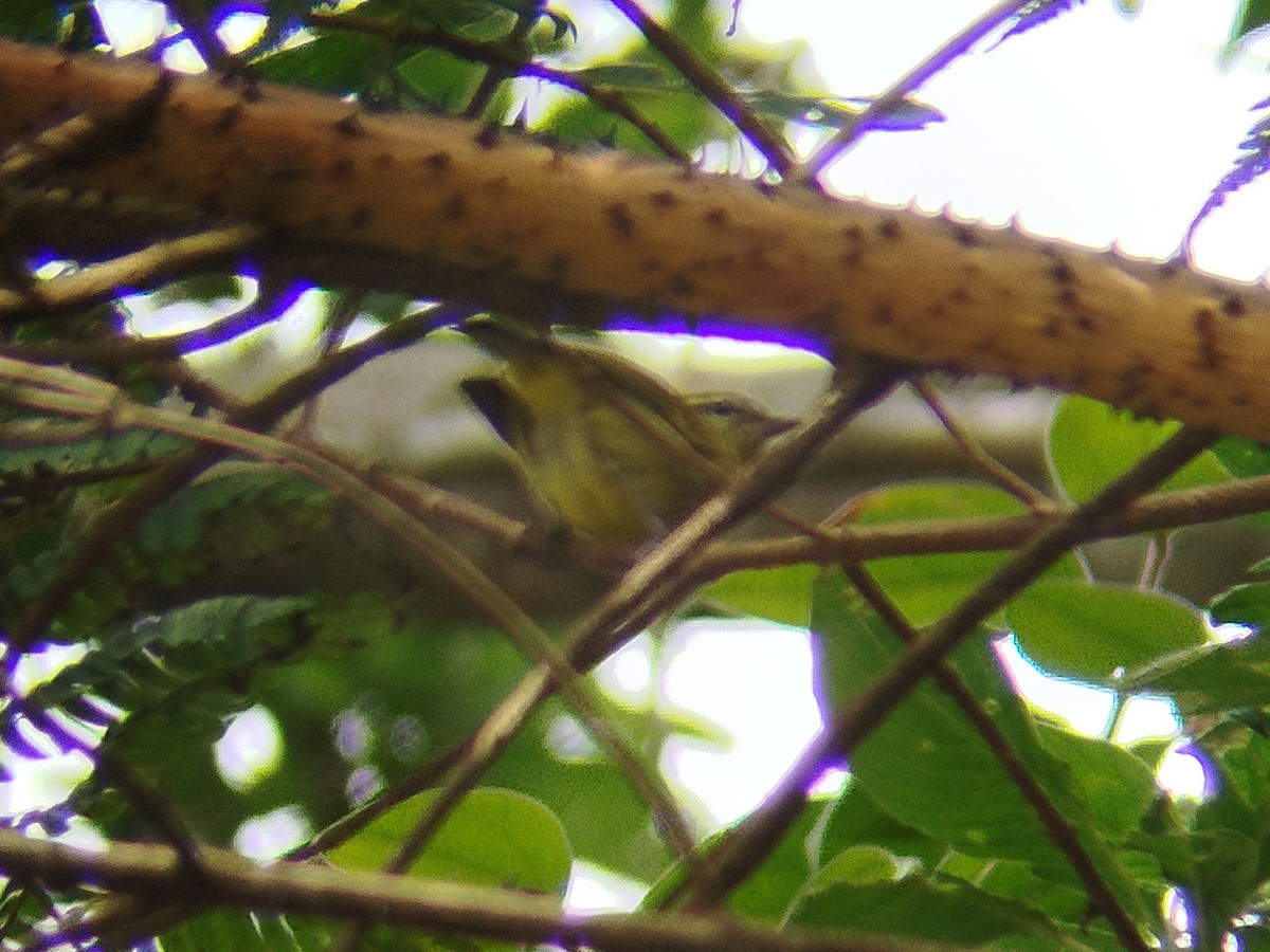 Negros Leaf Warbler - Lars Mannzen