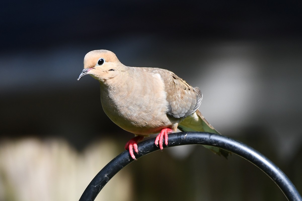 Mourning Dove - Carmen Ricer