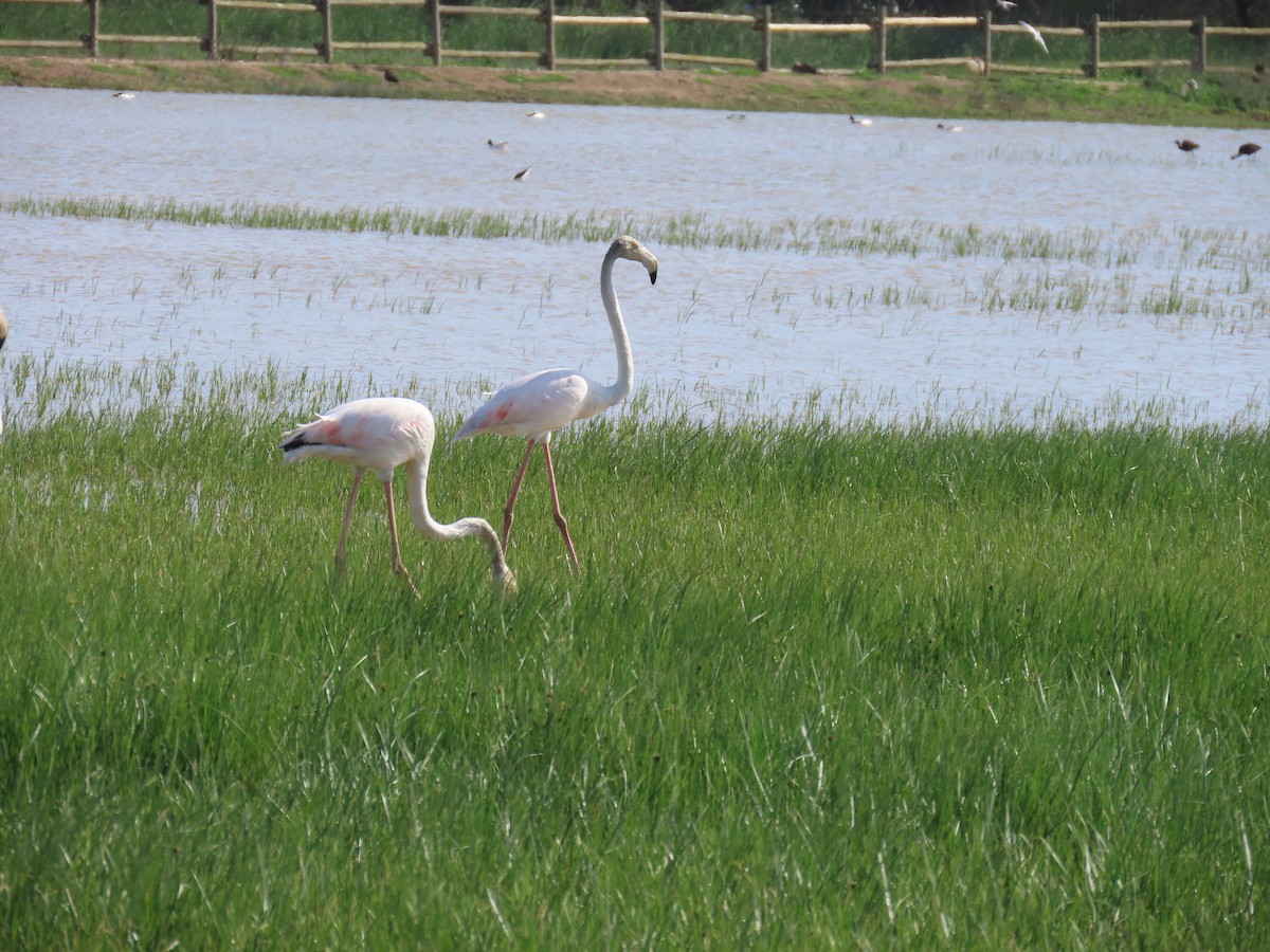 Greater Flamingo - ML618548376