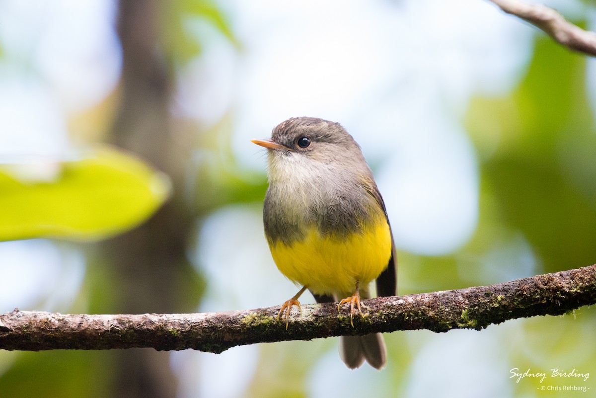 Yellow-bellied Flyrobin - ML618548378