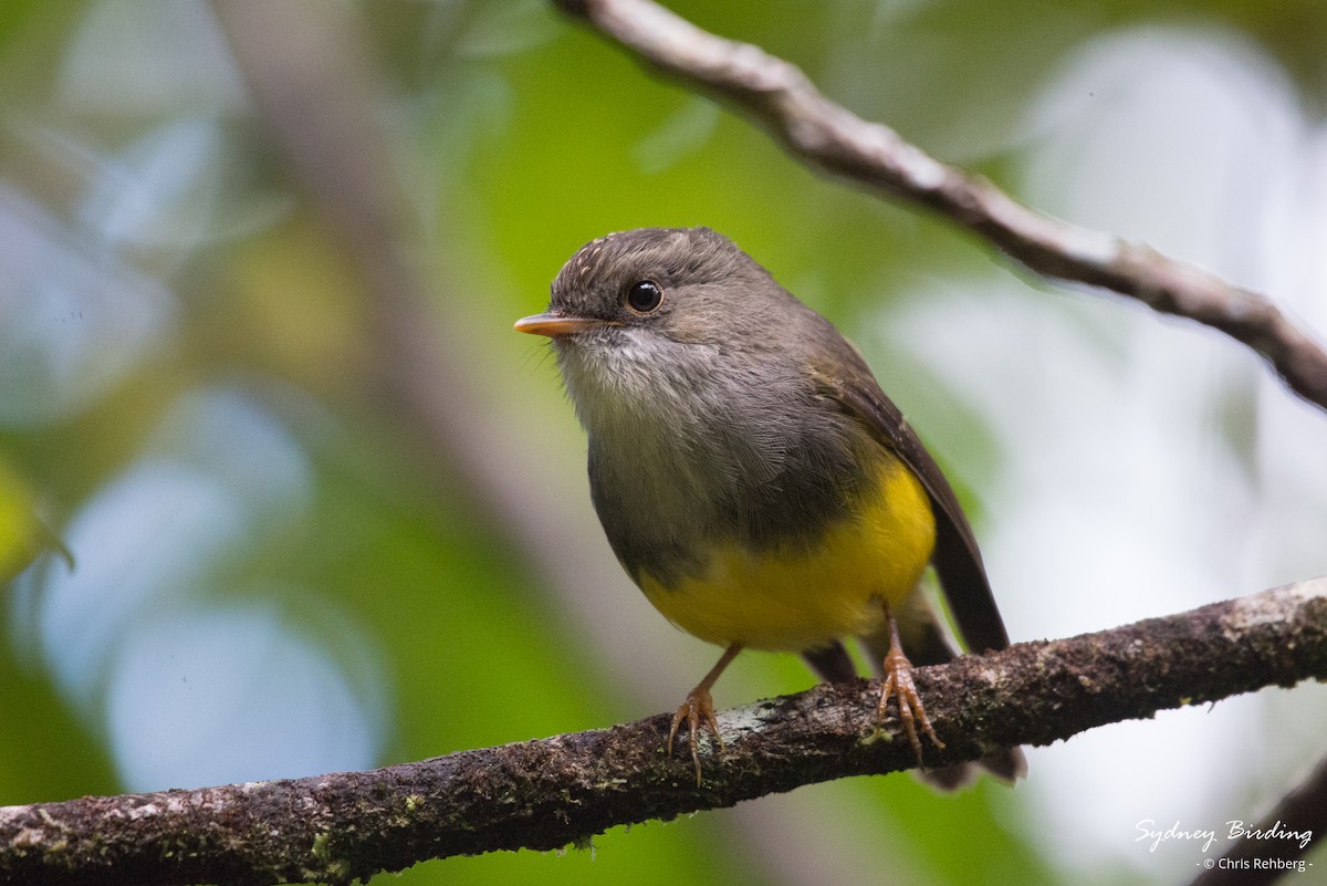 Yellow-bellied Flyrobin - ML618548379