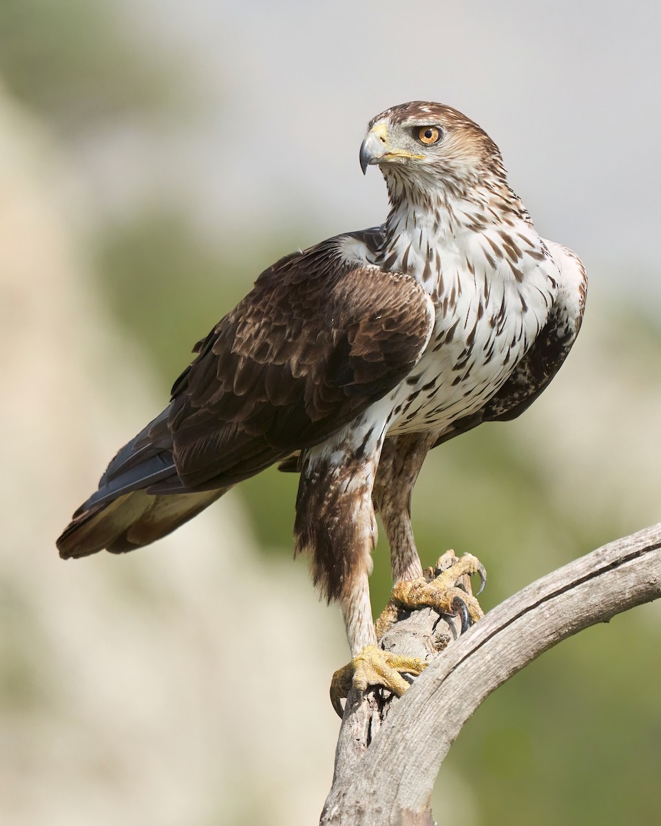 Bonelli's Eagle - Kevin Hughes